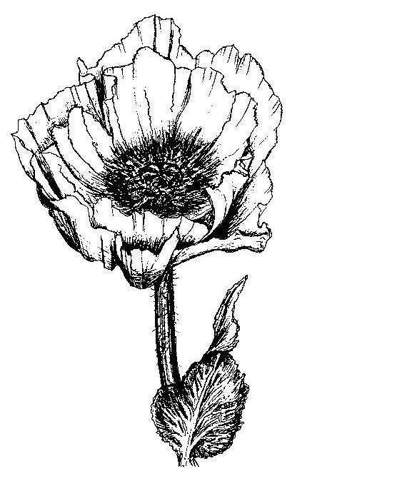 Poppy